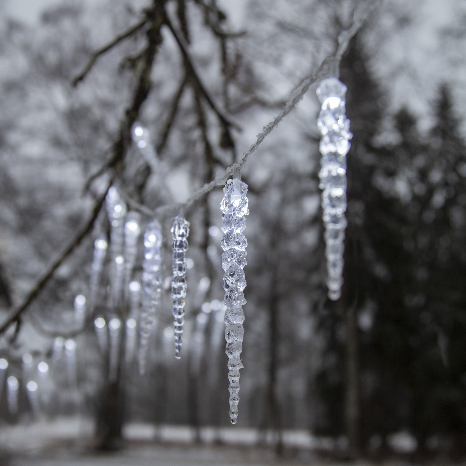 LED Lichterkette Eiszapfen - Schneefalleffekt - kaltweiße LED - L: 2,5m - für Außen