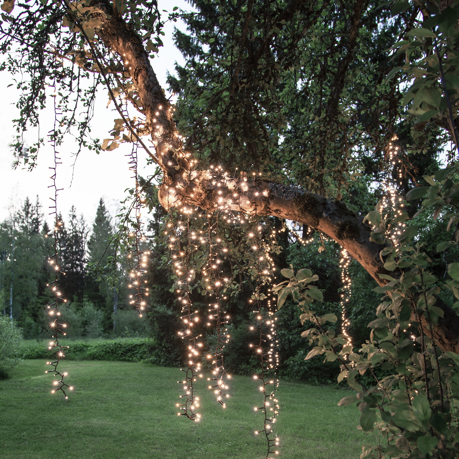 LED Lichterkette - Serie LED - outdoor - 360 kaltweiße LED - L: 25,2m - schwarzes Kabel