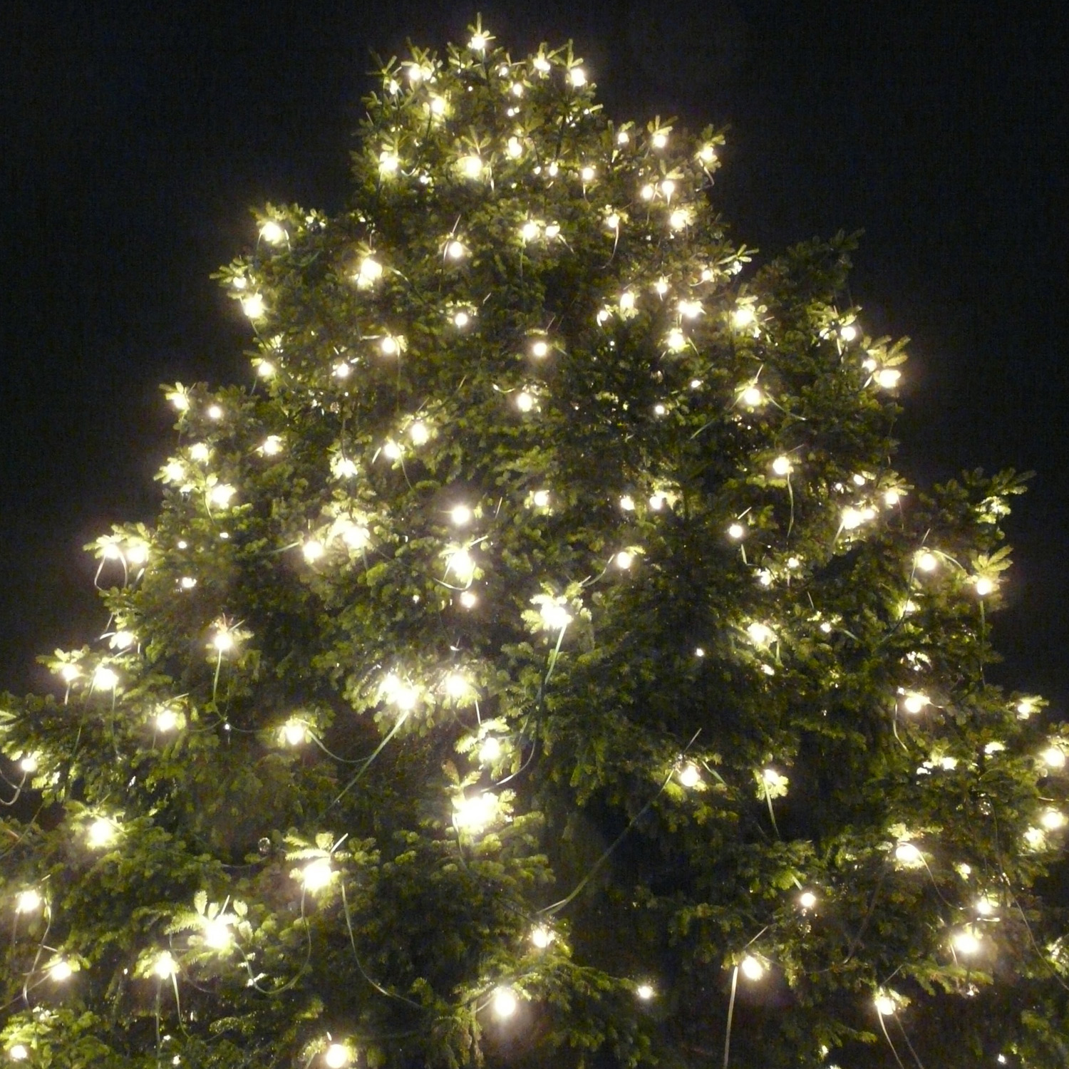 Illu-/Partylichterkette BLACKY 40m - Außenlichterkette schwarz - 40x E27 kaltweiße LED Kugellampen