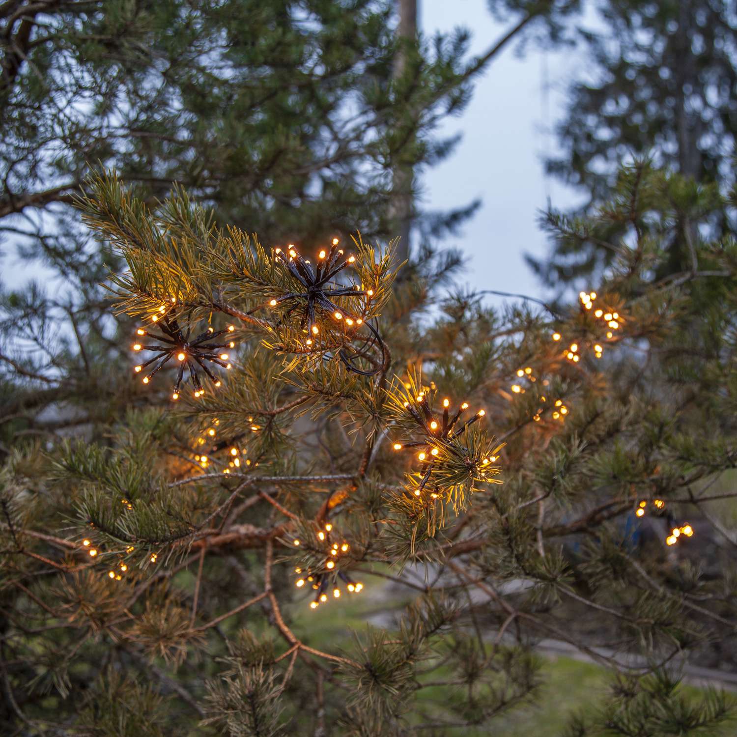 LED Lichterkette Feuerwerk - 200 bernsteinfarbene LED - 10 Cluster - L: 4m - Trafo - Außen - schwarz